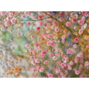 Gypsomilka hybridná (Gypsophila) ´ROSENSCHLEIER´ - kont. P9